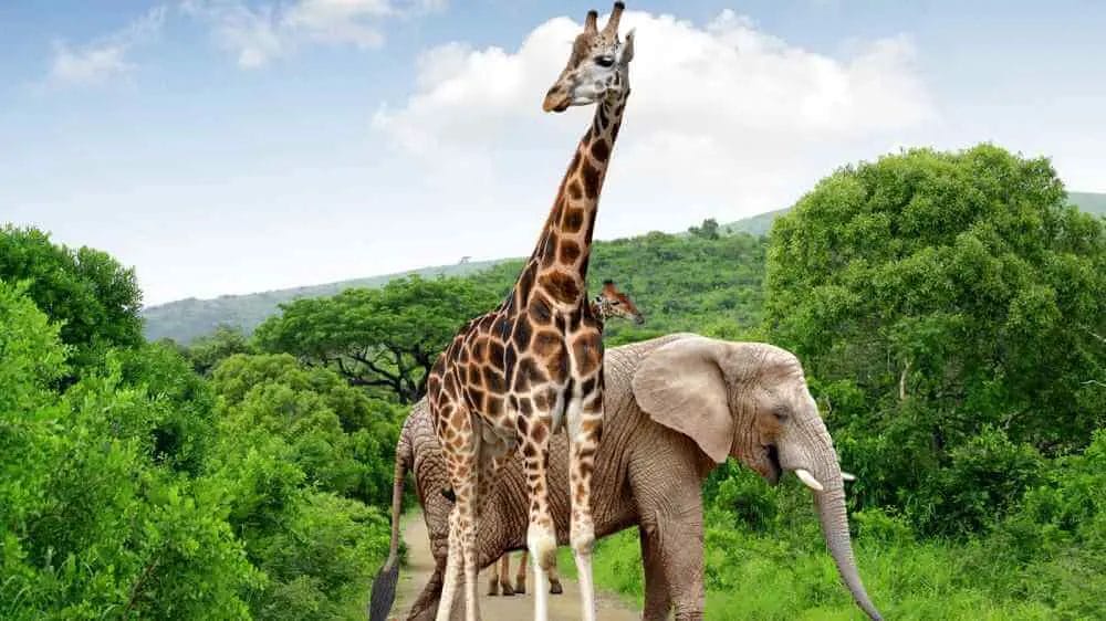 Comparing Elephants vs Giraffe What's Best