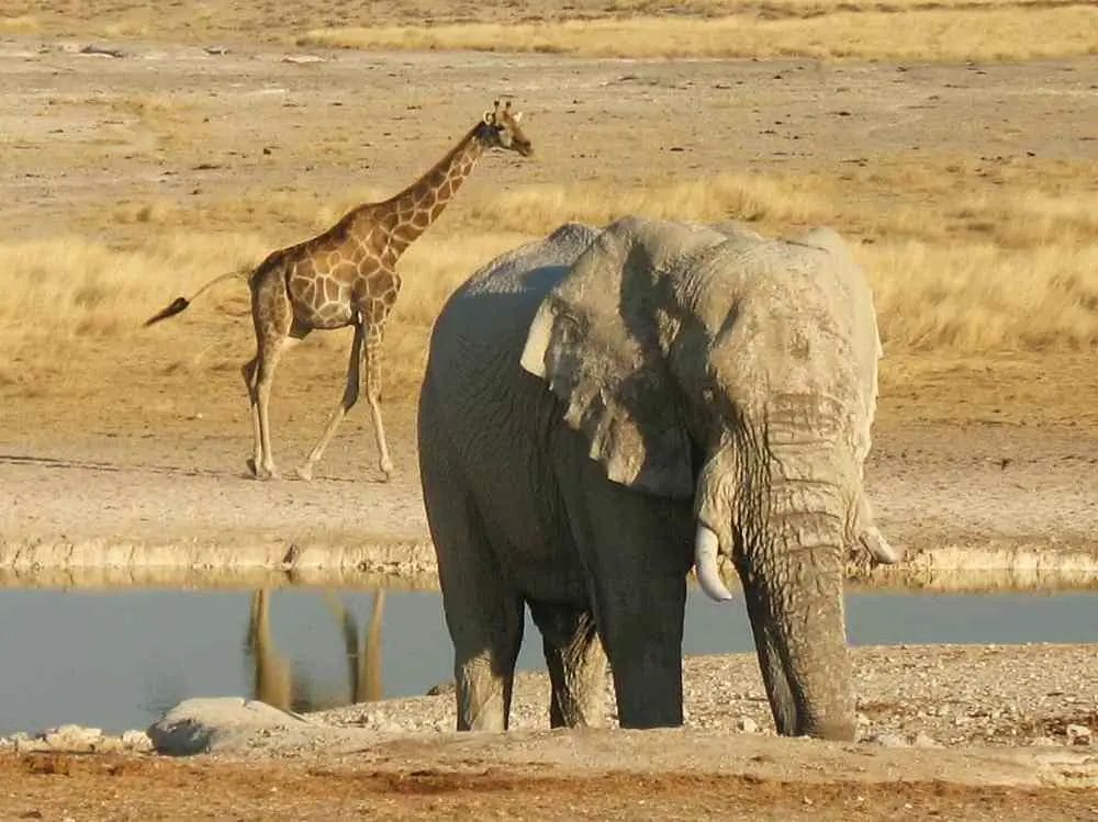 Comparing Elephants vs Giraffe What's Best