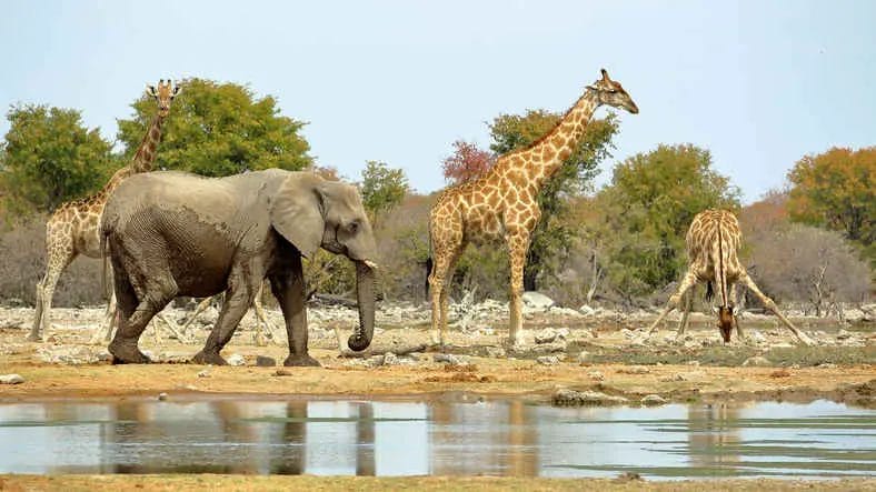 Comparing Elephant vs Giraffe What's Best
