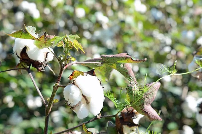 Cotton plant for deer