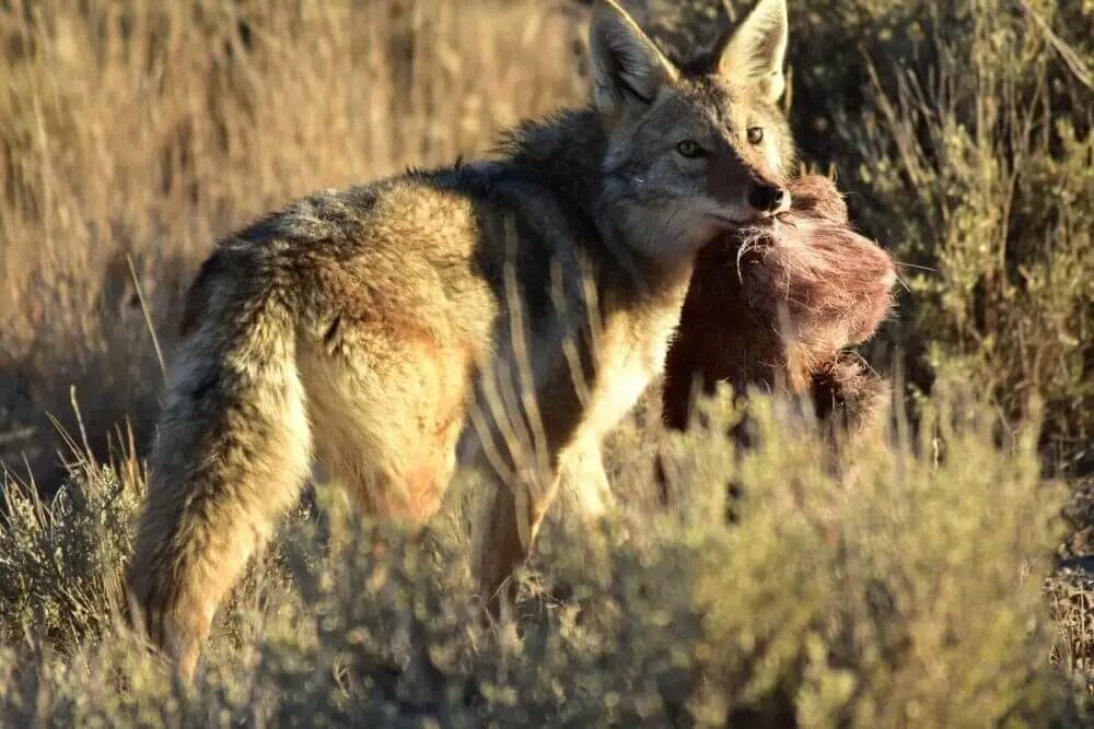 Coyotes Eat a Deer