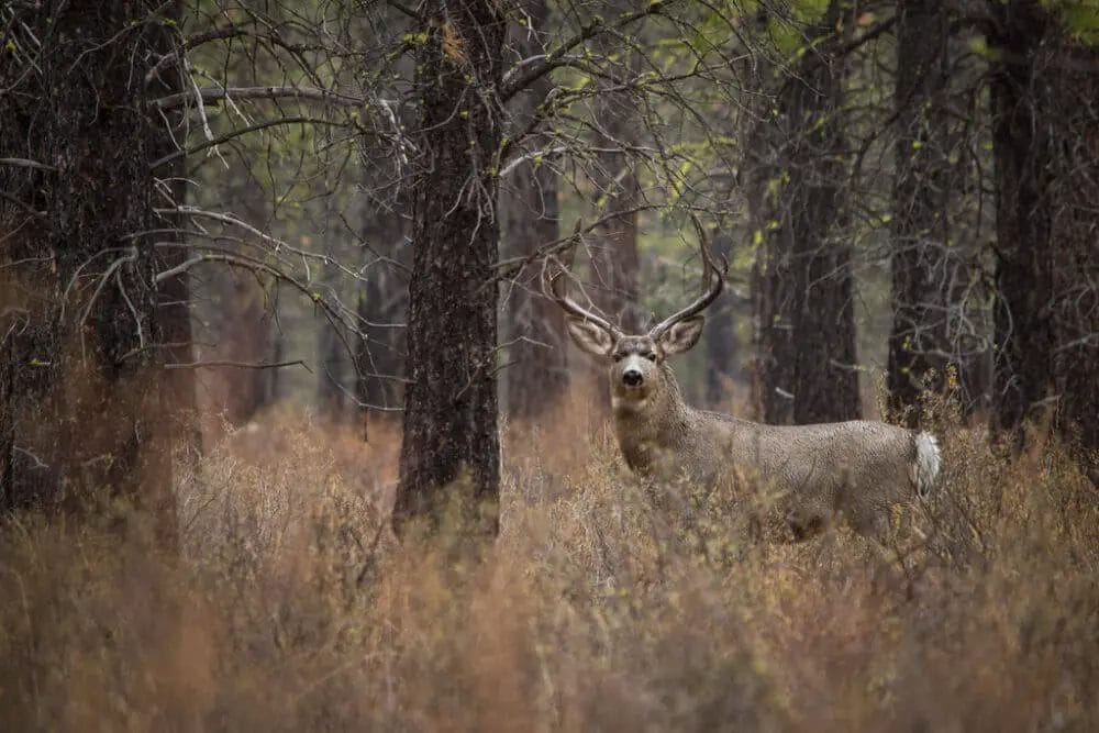 Are Deer Active in the Rain? • Support Wild