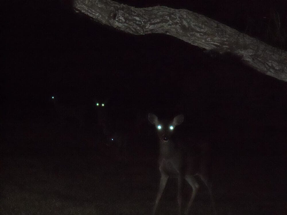 Deer Are Nocturnal
