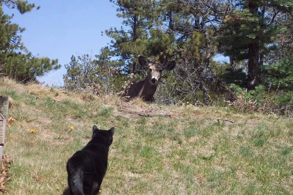 Deer Are not Afraid of Cats