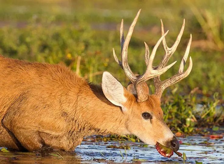 Do Deer Bed in Swamps? • Support Wild