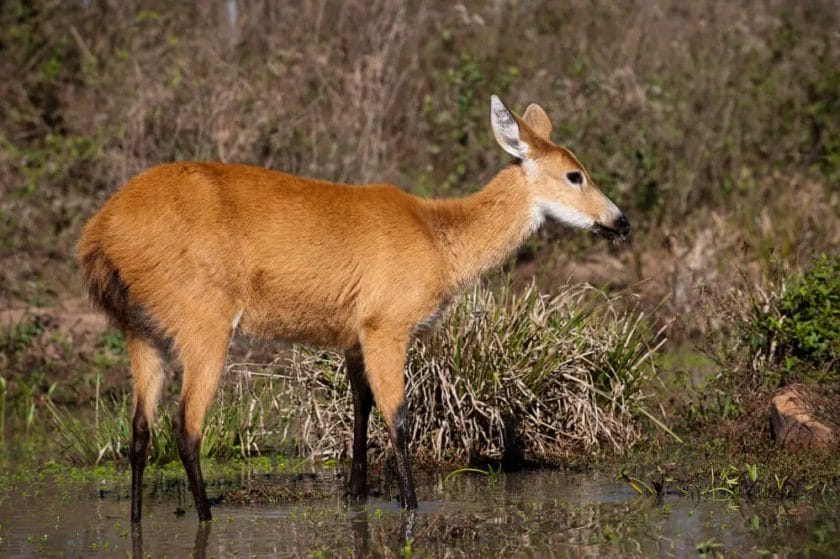 Deer Bed in Swamps