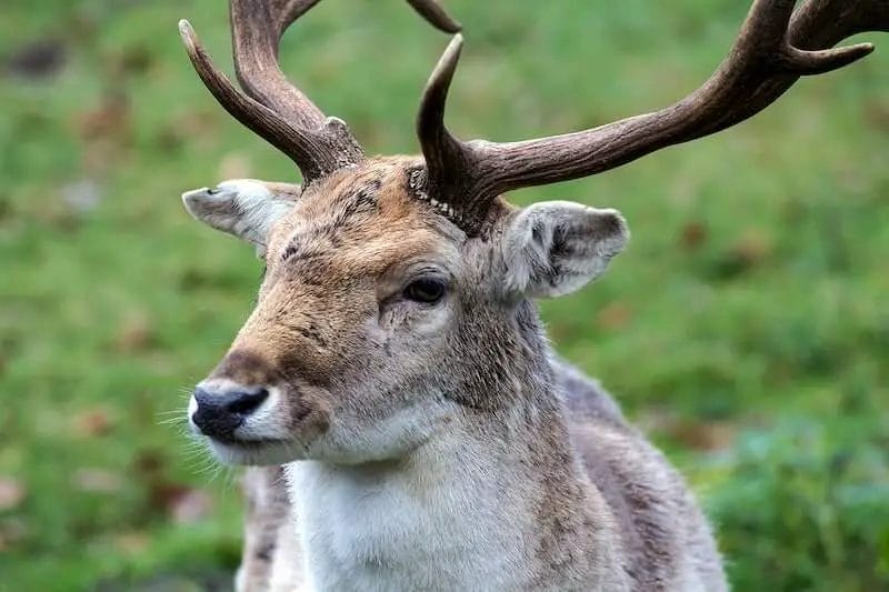 Deer Blow at Other Animals