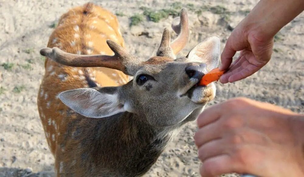 Deer Can Eat Carrots