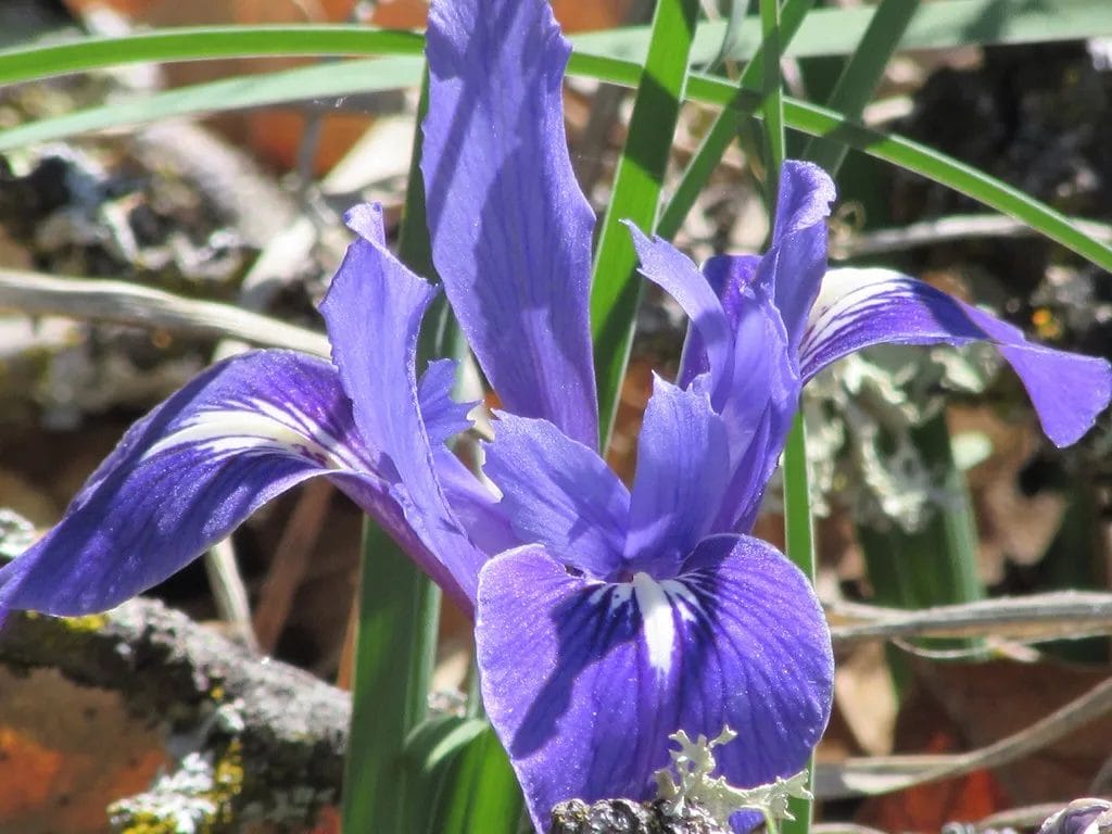 Will Deer Eat Iris? • Support Wild