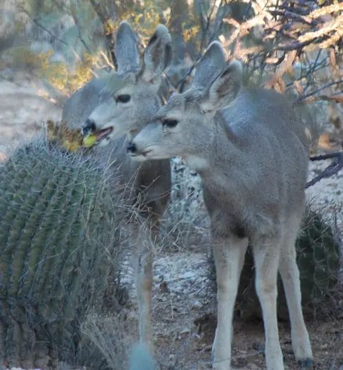 Deer Can Eat Prickly Pear Cactus