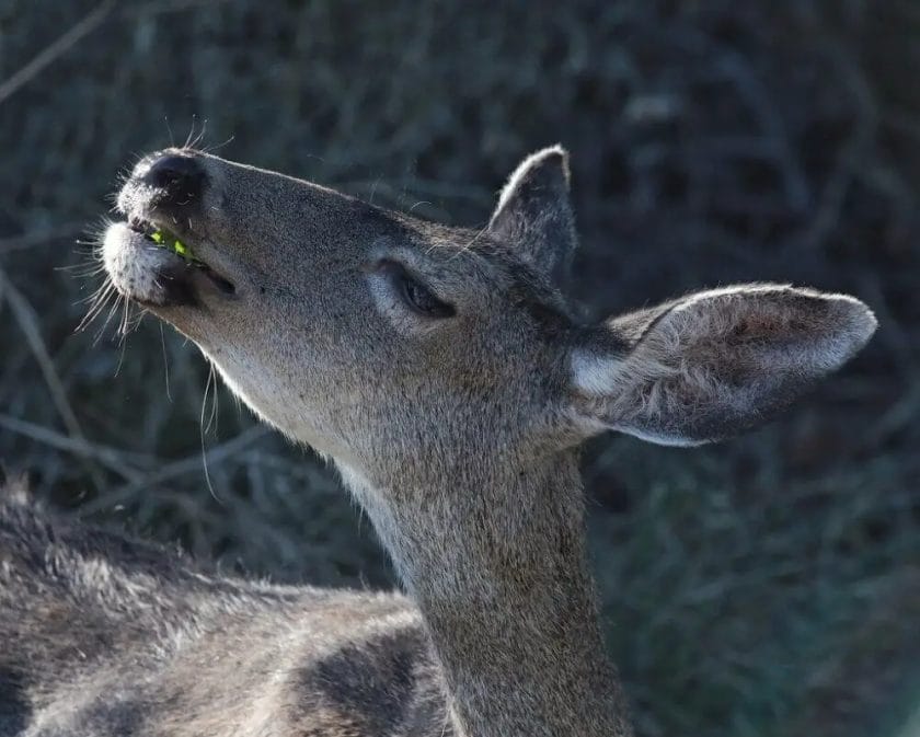 Deer Can Smell Beer