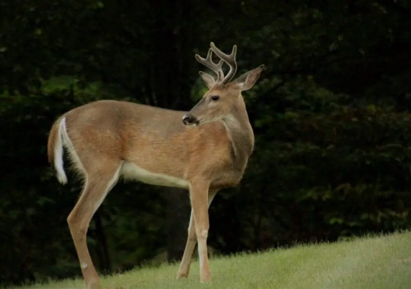 Deer Can Smell DEET