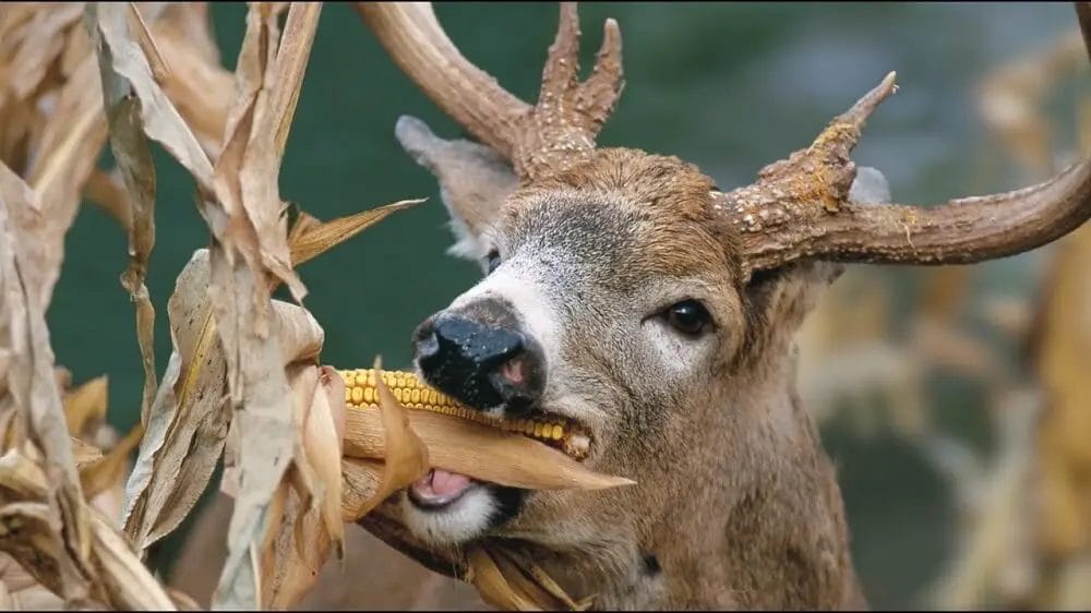 Deer Eat Corn on the Cob