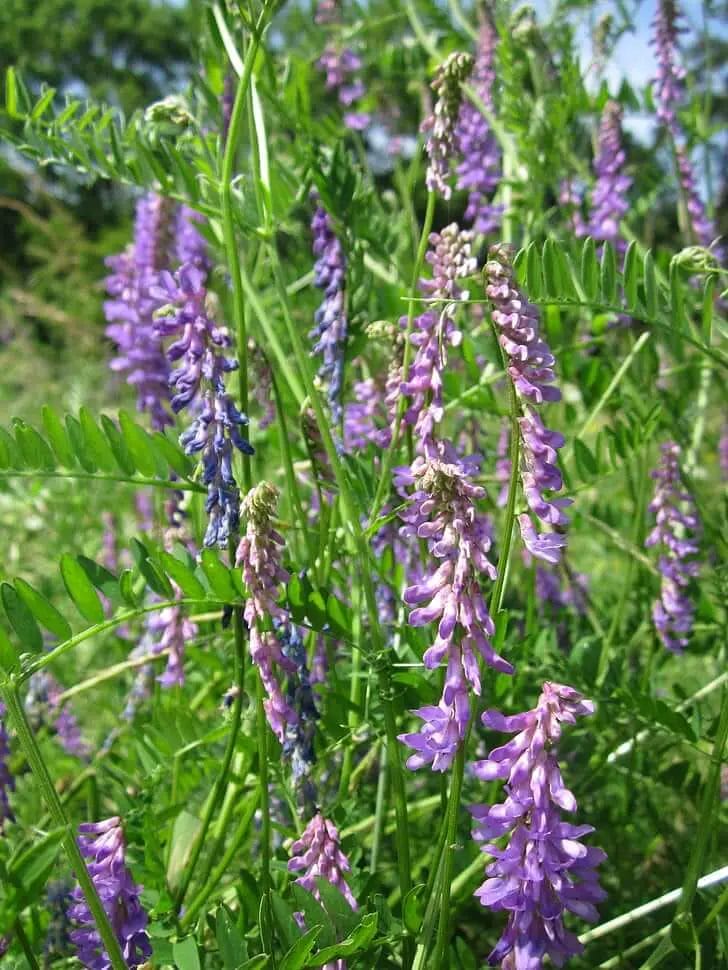 Deer Eat Hairy Vetch