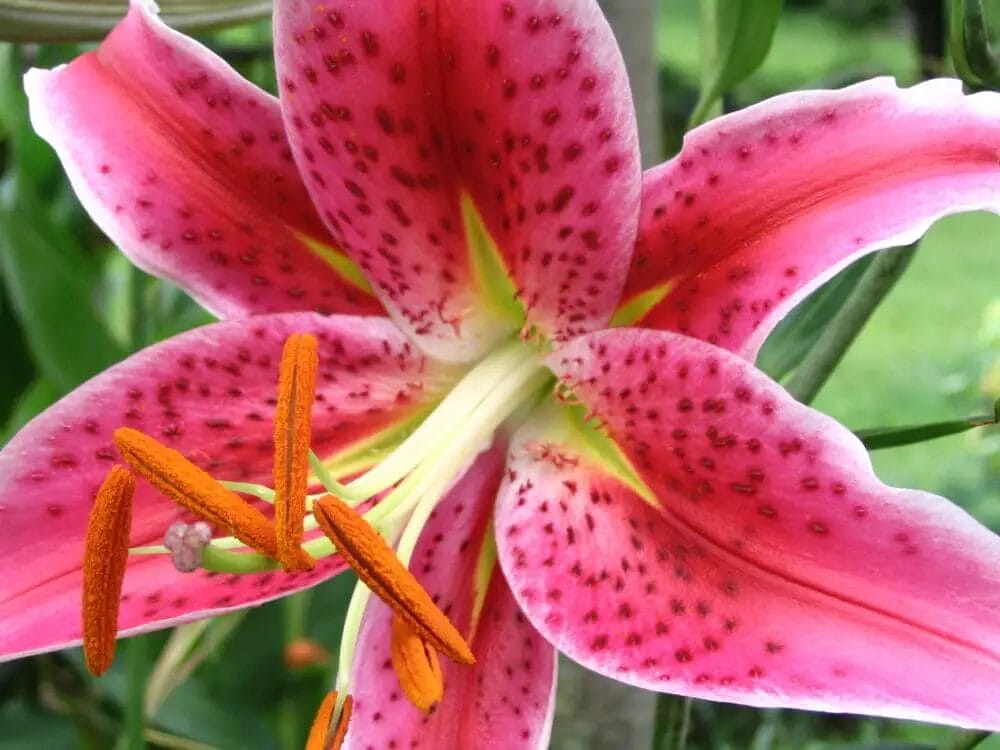 Do Deer Eat Stargazer Lilies? • Support Wild
