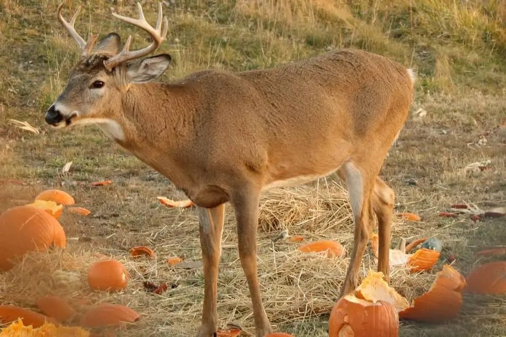 Deer Eating Carved Pumpkin