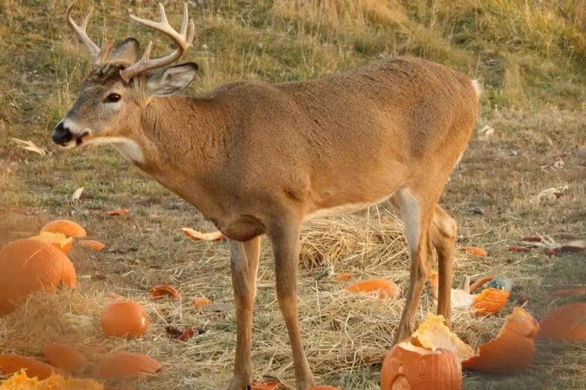 Deer Eating Carved Pumpkin