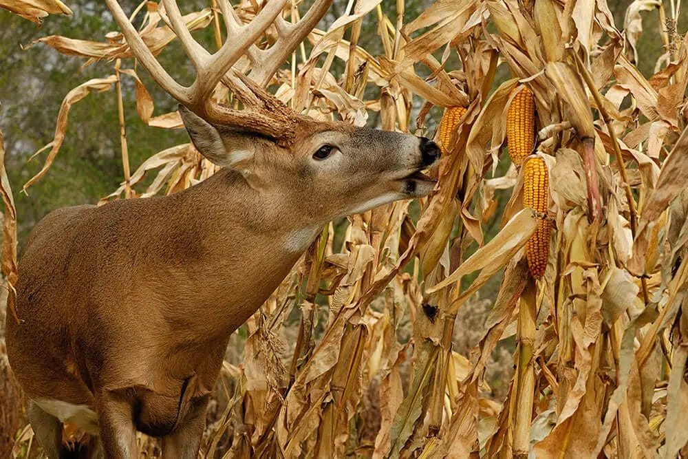 Deer Eating Corn on the Cob