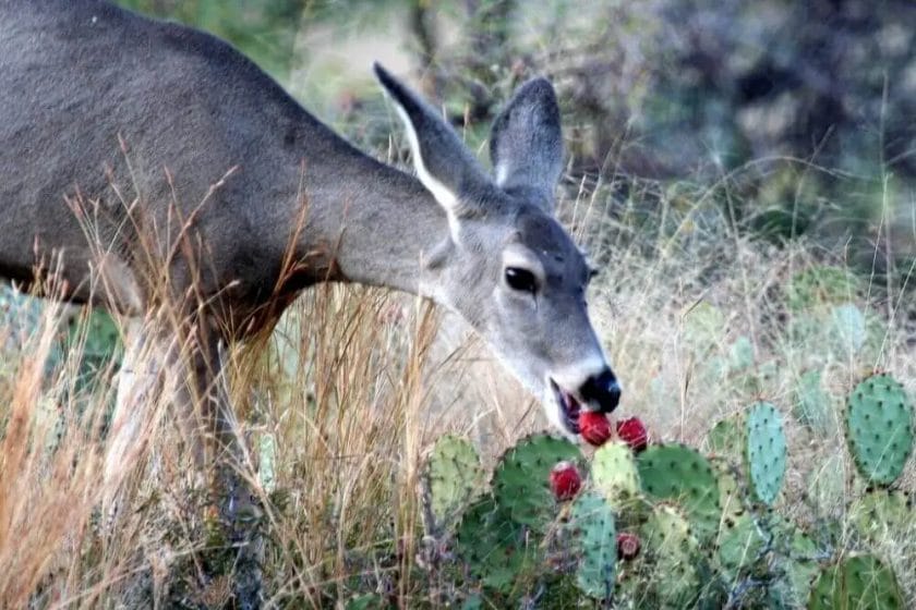 Deer Eating Prickly Pear Cactus