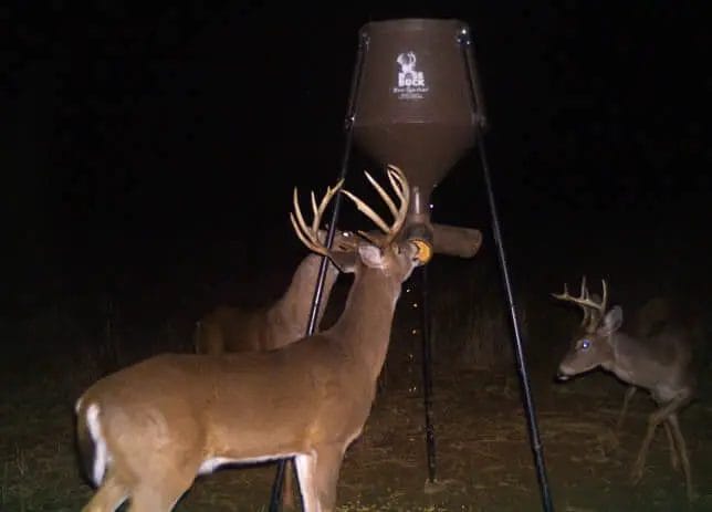 Deer Feeders Scare Big Bucks