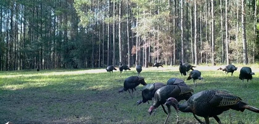 Deer Follow Turkey