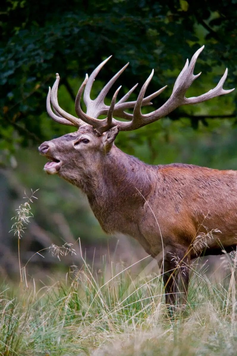 Deer Hunting Season Start and End