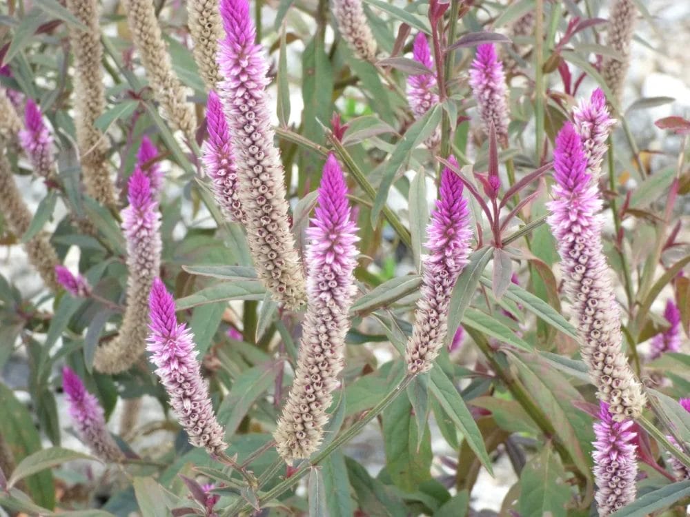 Do Deer Like Celosia? • Support Wild