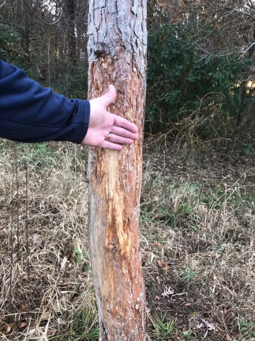 Deer Rub Damage on a tree