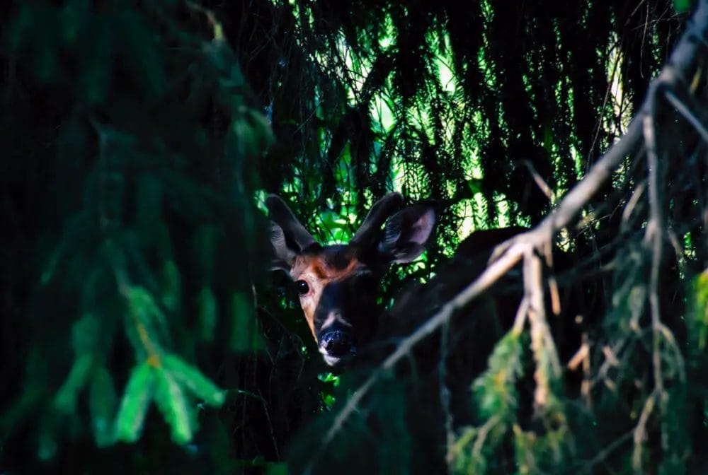 Can Deer See Green Light? • Support Wild