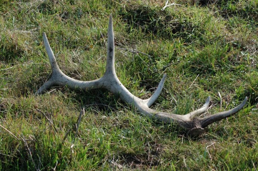 When Do Deer Shed Antlers? • Support Wild