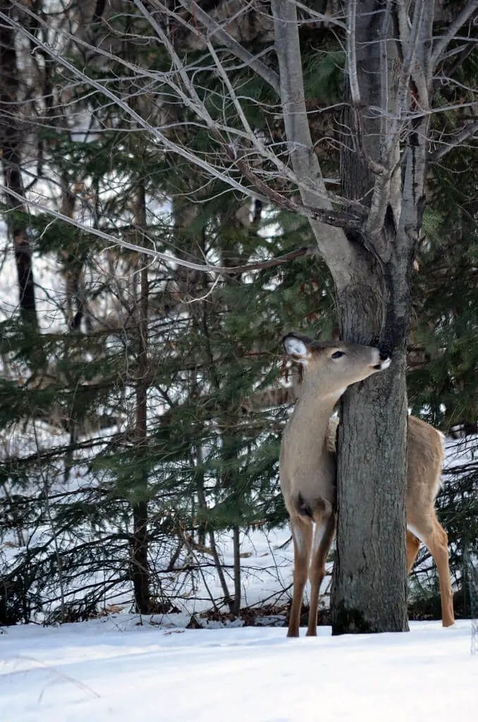 Deer Staying Warm in Winter