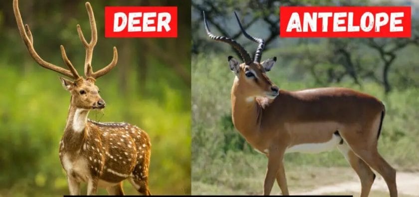 Deer and Antelope Playing