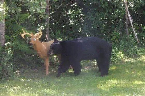 Deer and Bear Get Along