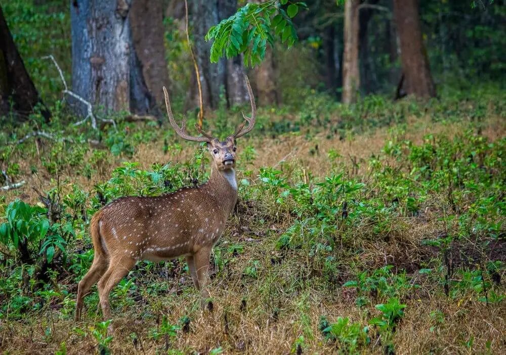 Do Deer Like Chicory? • Support Wild