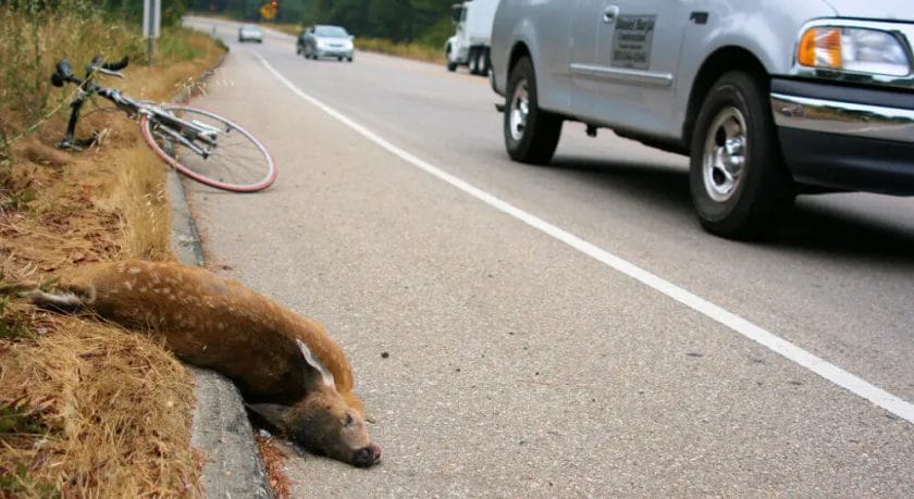 Deer can be hit by car