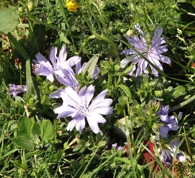 Deer can eat chicory