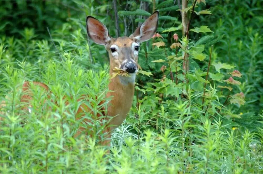Do Deer Eat Ragweed? • Support Wild