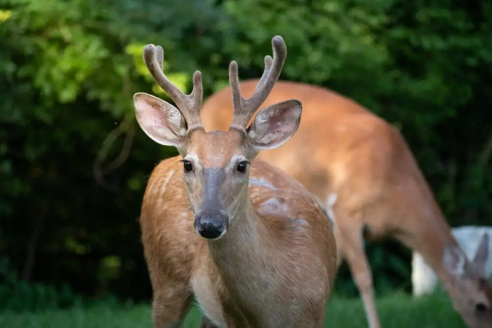 Can Deer Smell Human Sweat? • Support Wild