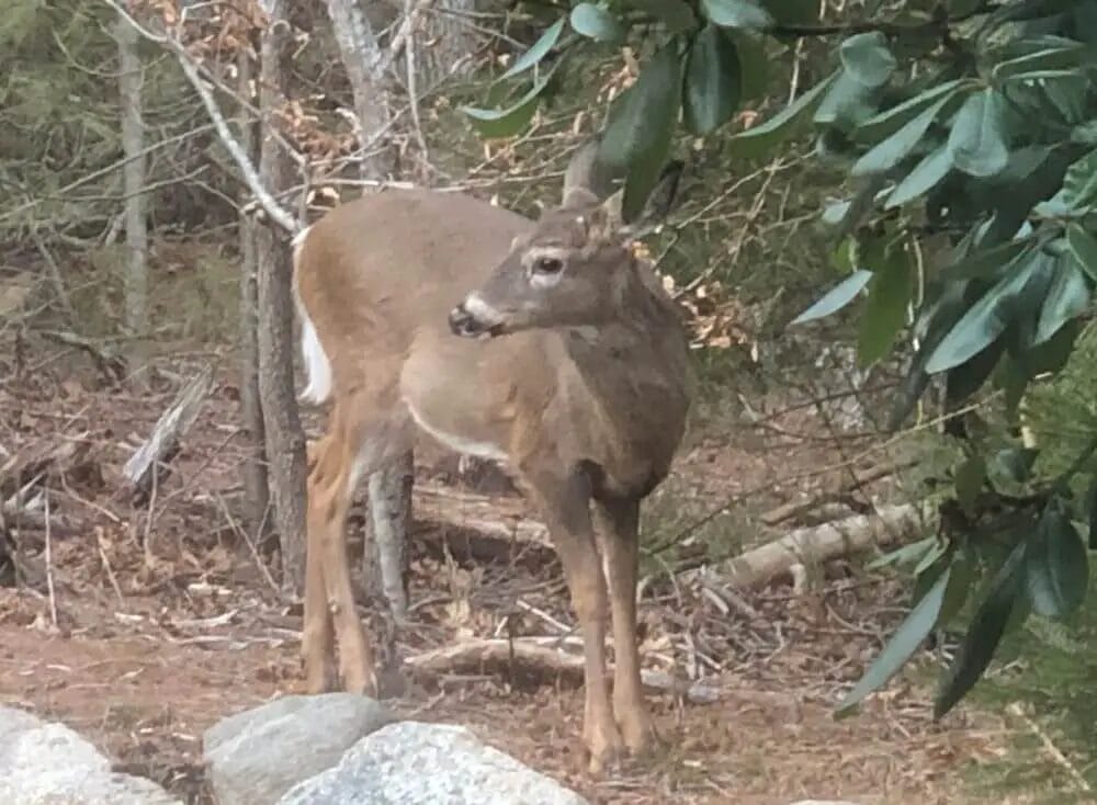 Deer eating rhododendron leaves