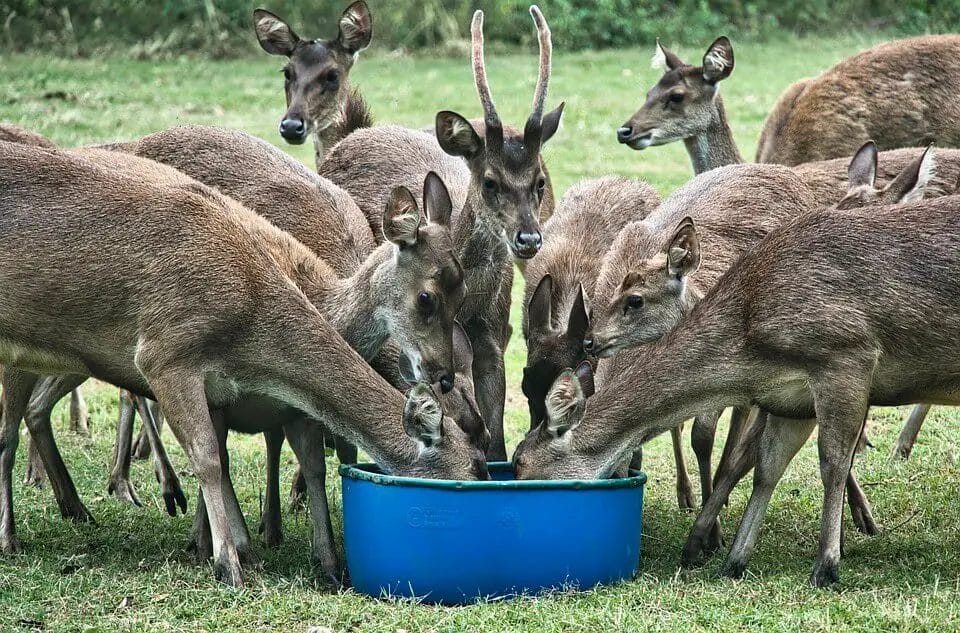 deer Feeding on sweet feed