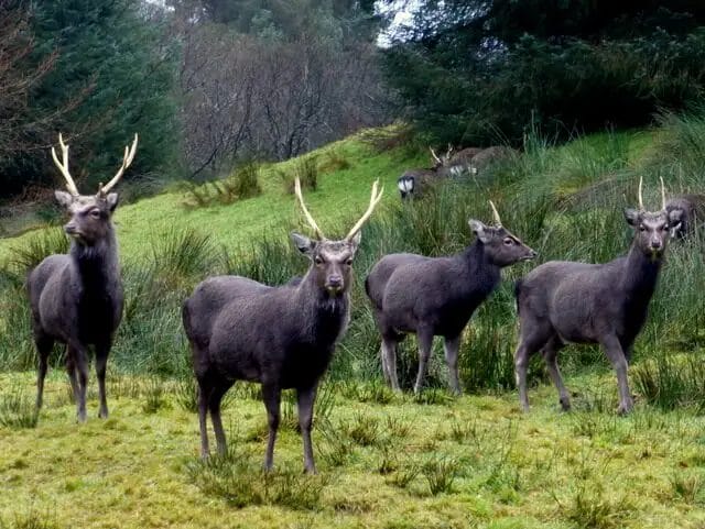 Type of Deer in Ireland