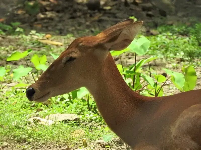 prevent Deer in Okra farm