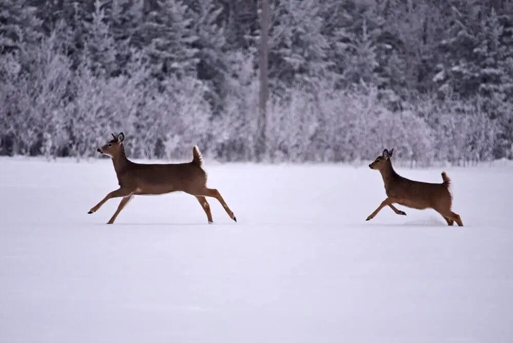 How Deer Stay Warm in Winter? • Support Wild