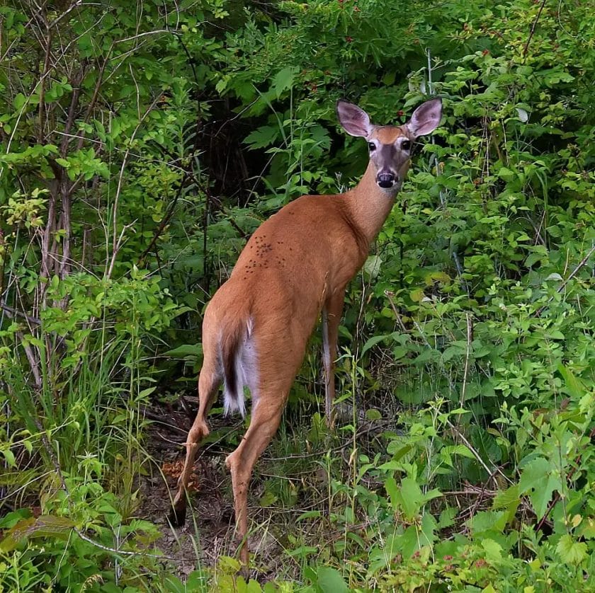 Deer seen squatting to pee