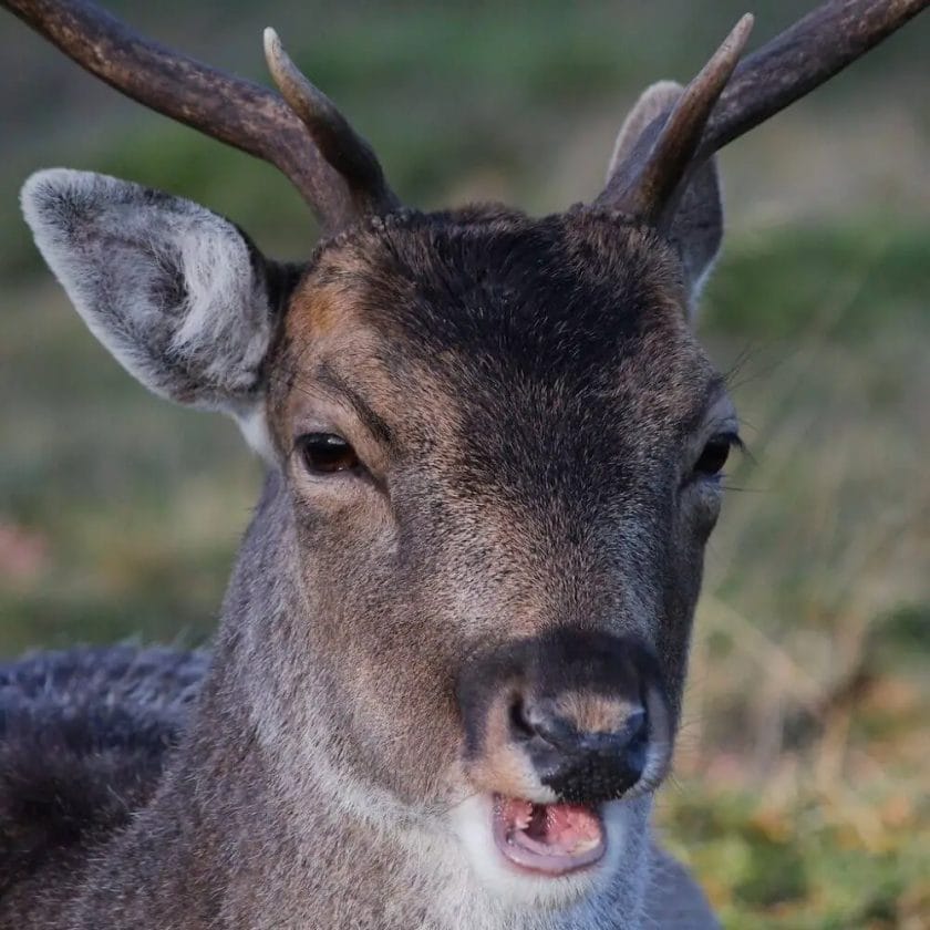 Deer smelling Beer