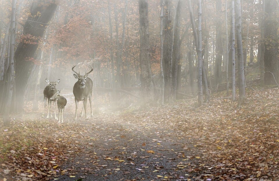 Deer Standing in fog