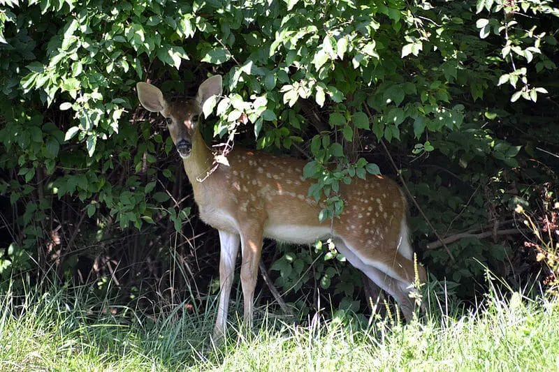 A Deer staying Alone