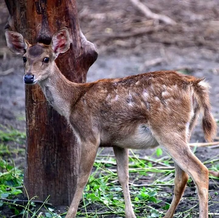 Deer versus Dear