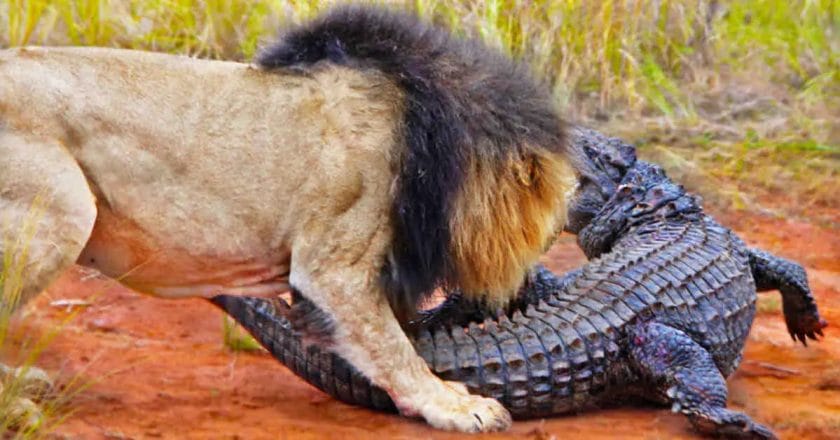 Do Crocodiles Eat Lions?