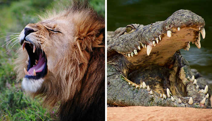 Do Crocodiles Eat Lions?